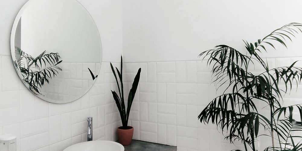 bathroom-plants